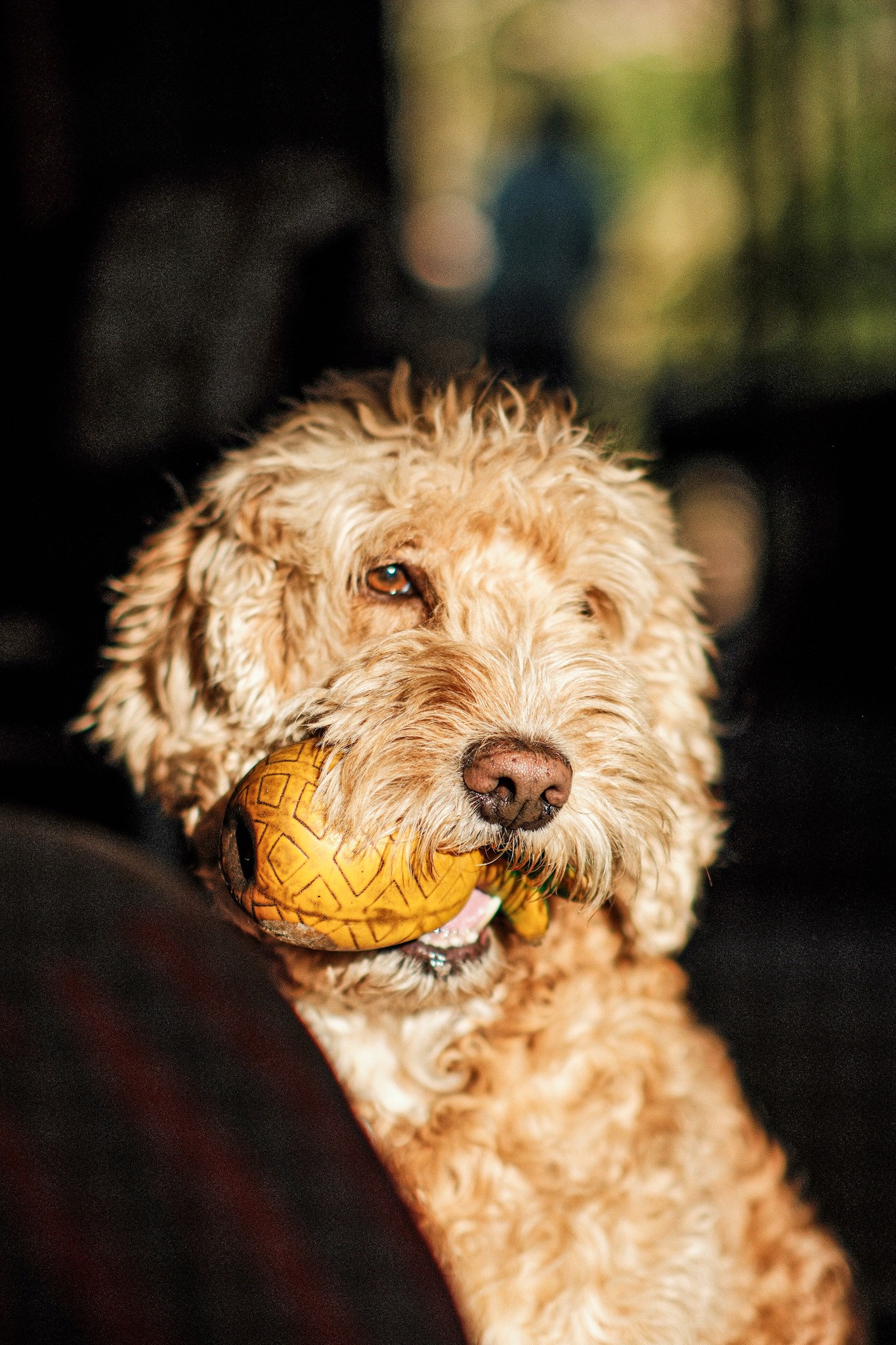 Commercial photography by JamesTheLyon for PixelSpaces — events, gigs, headshots, people, and architecture — Ziggy Dog  Labradoodle Cronulla beach Australia