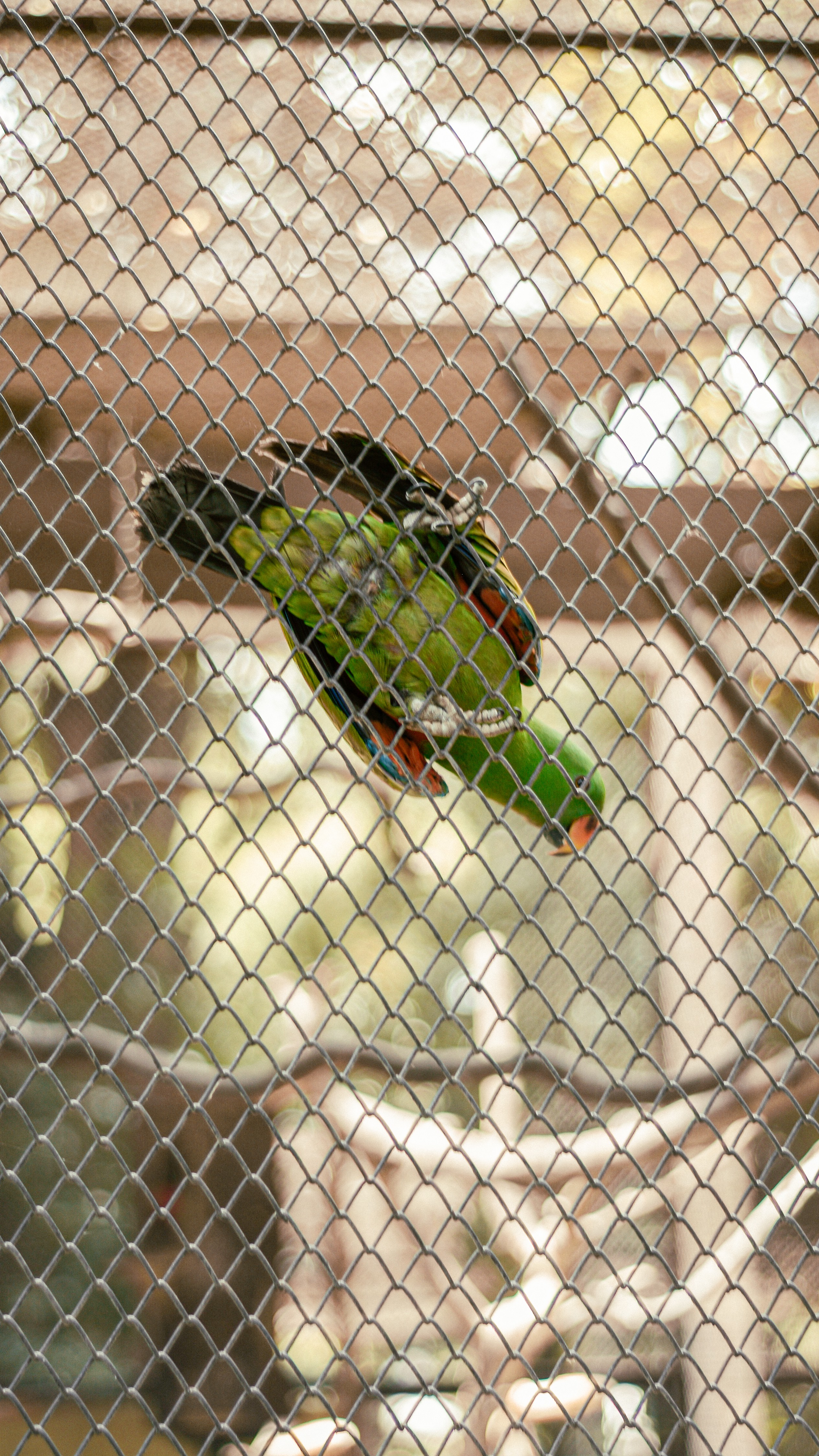 Bird at Surabaya Zoo