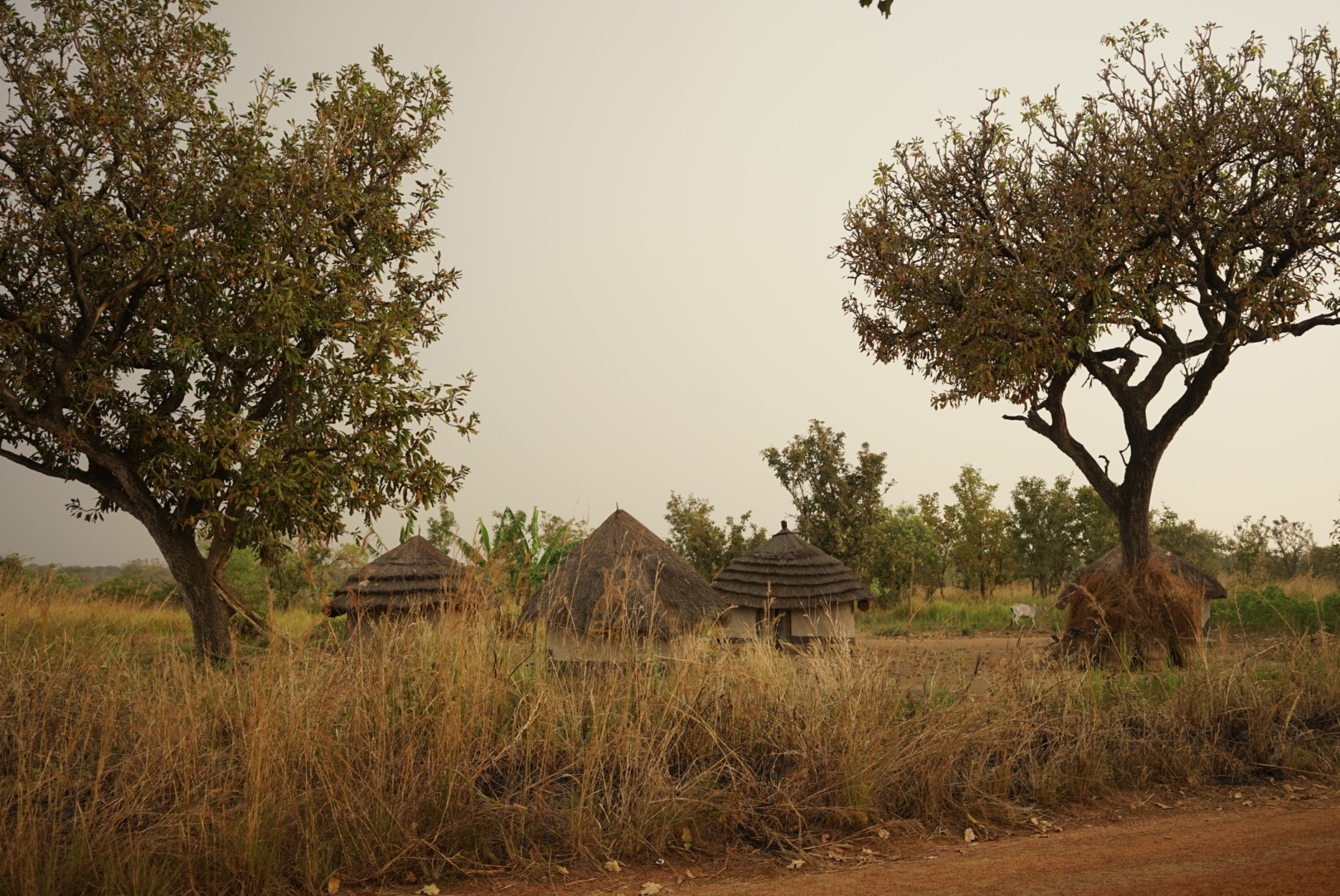 Shea Trees - Uganda