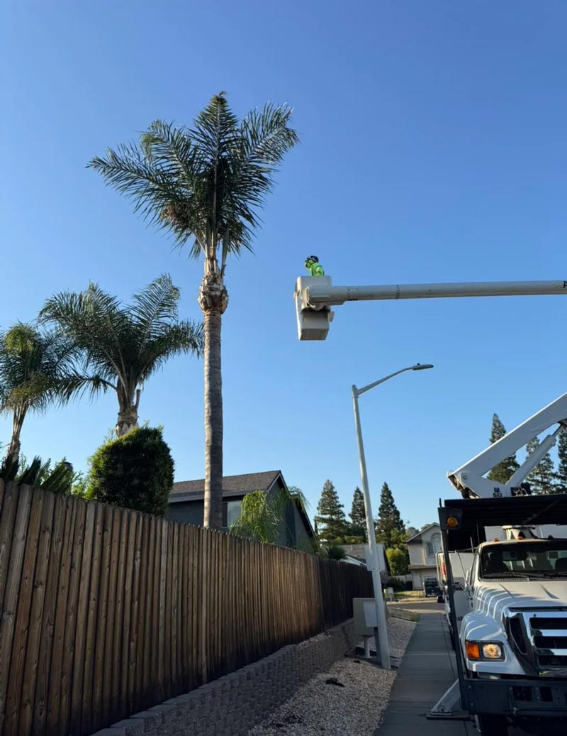 Cutting Down Palm Tree