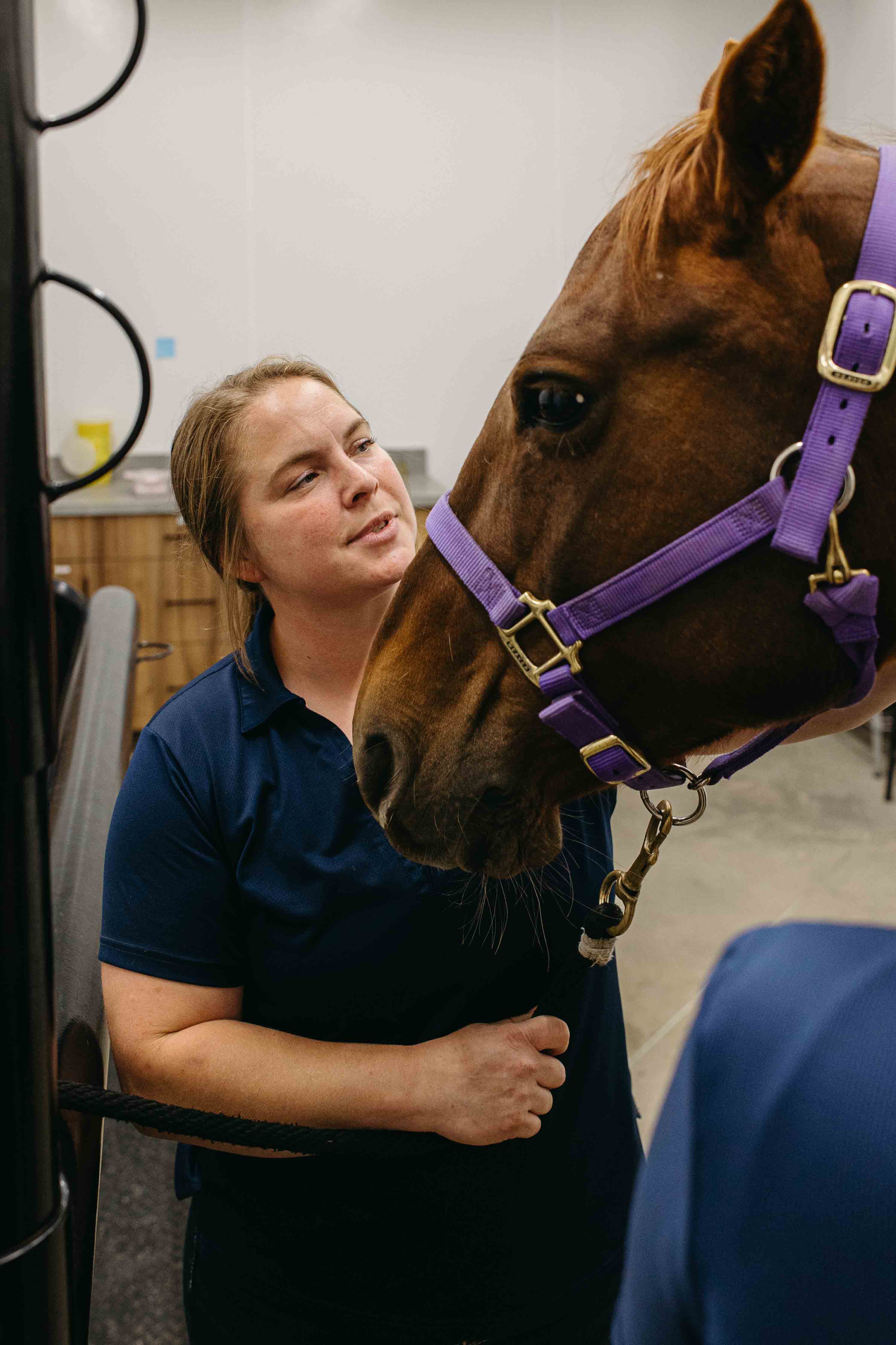 Horse undergoing body work at Rhythm Equine
