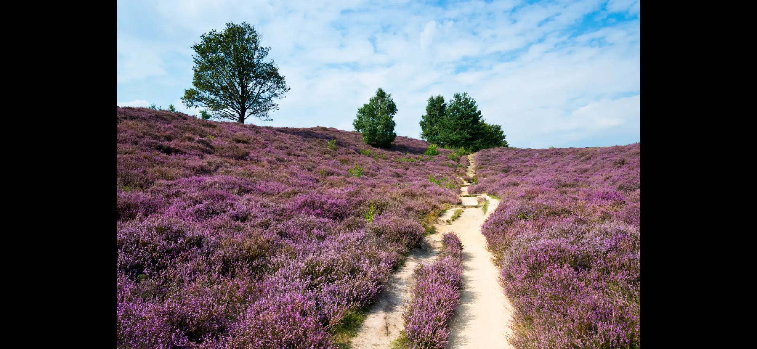 Paarse heide op beschermd Dwingelderveld in Drenthe.