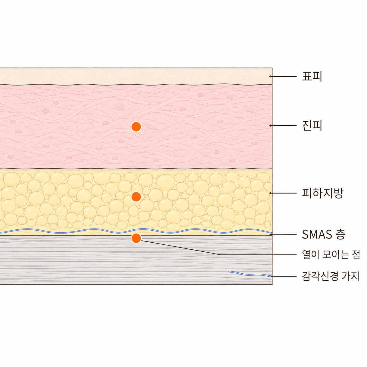 열은 점점이 놓이고, 감각신경 가지는 그 옆을 지나가요.