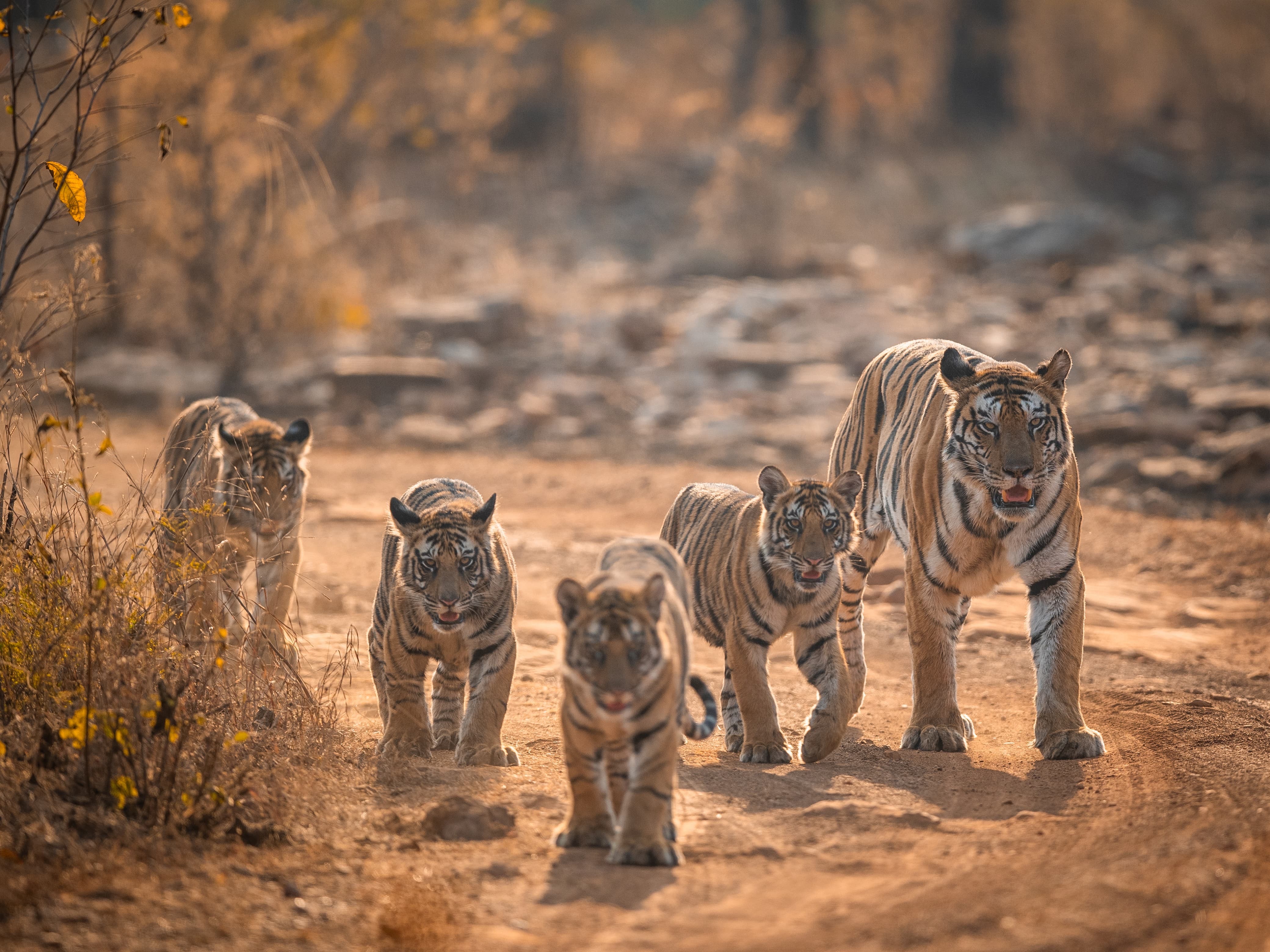 tigers-temples-timeless-trails