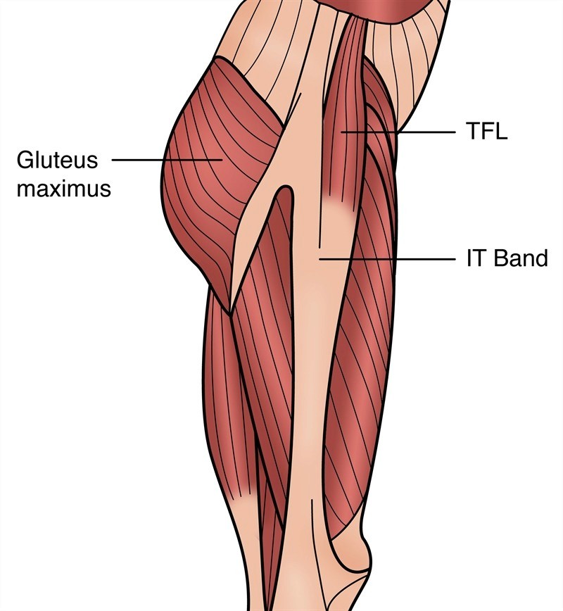 Sports Injury Bulletin - Anatomy - Tensor fascia latae: unraveling the  mysteries