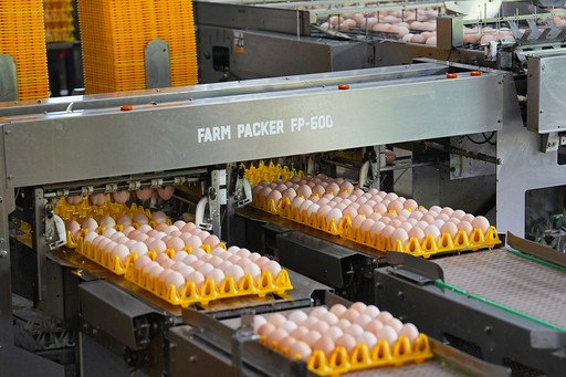 A modern "FARM PACKER FP-600" machine efficiently processes numerous fresh egg products on yellow trays, ensuring quality.