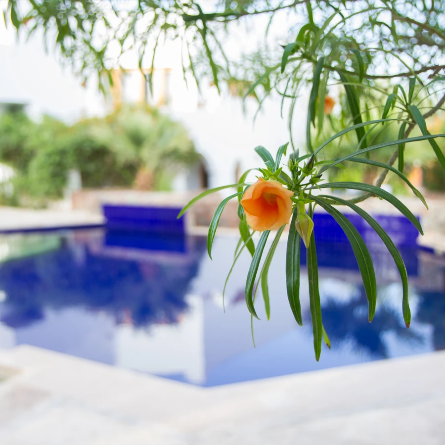 flowers and pool in the background