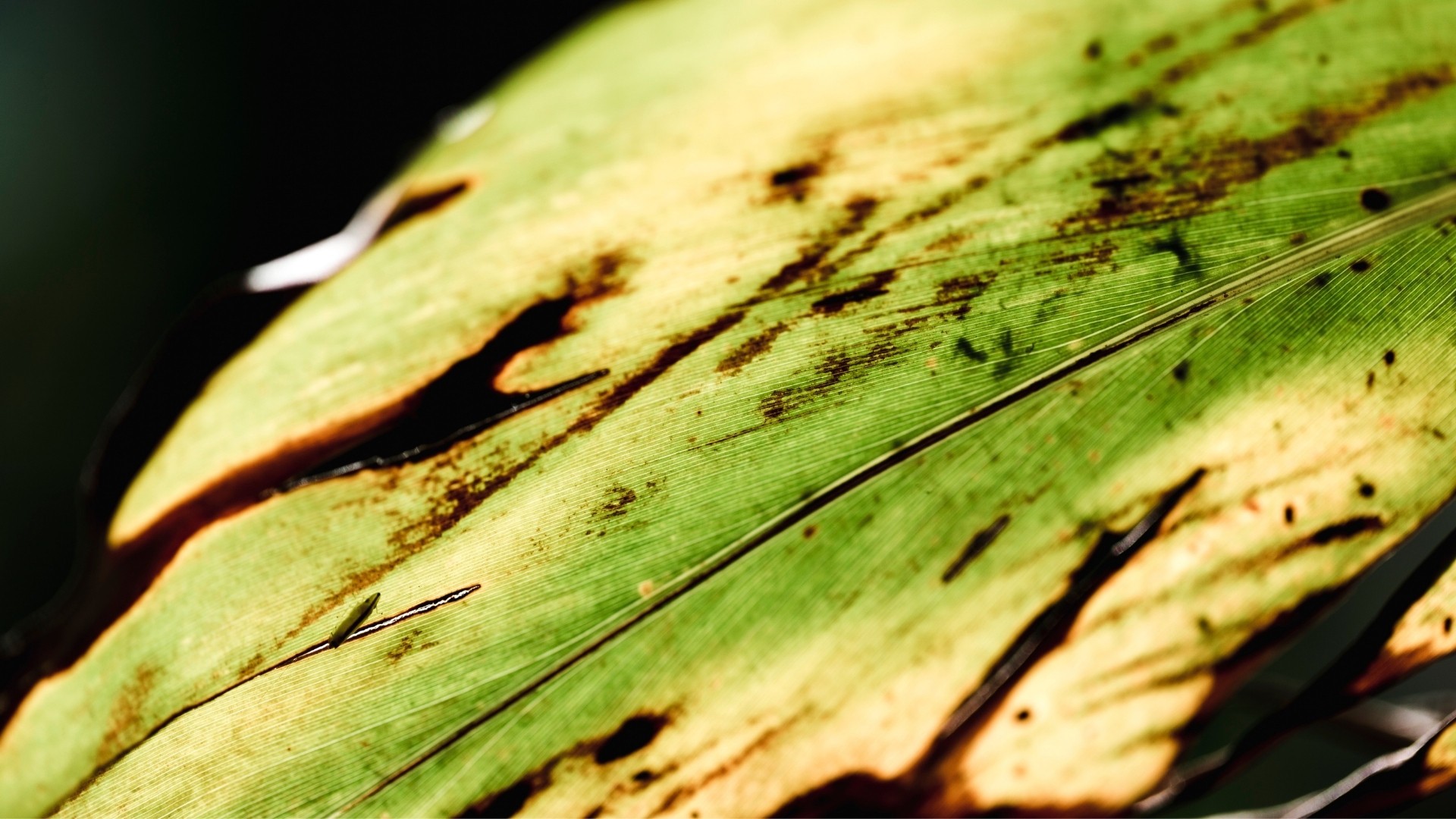 African Cassava Mosaic Virus
