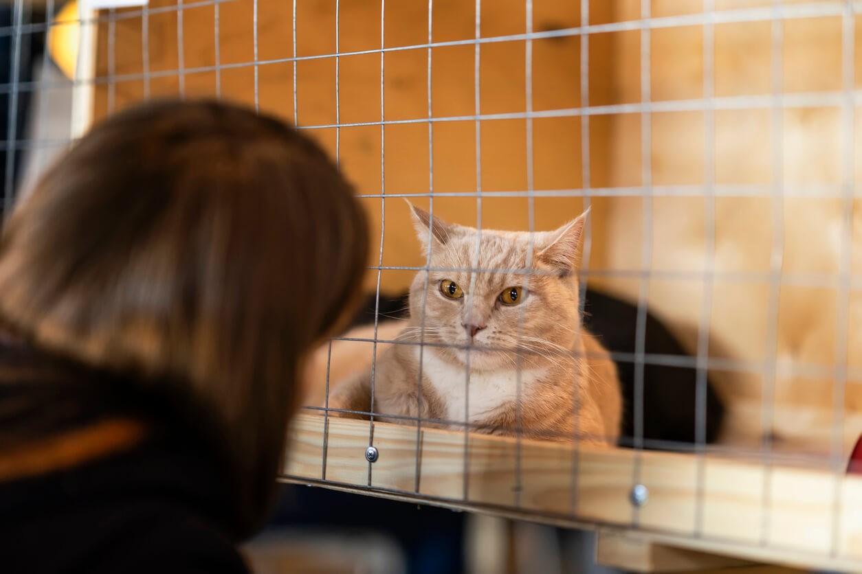 person visiting cat in a cage at the shelter