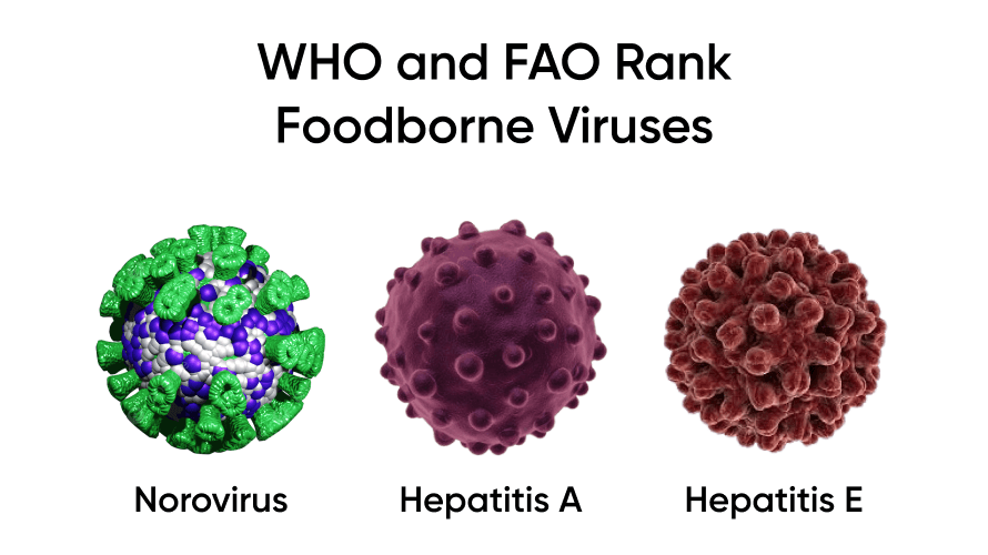 Illustration of foodborne viruses ranked by WHO and FAO: Norovirus, Hepatitis A, and Hepatitis E, emphasizing their global health impact.