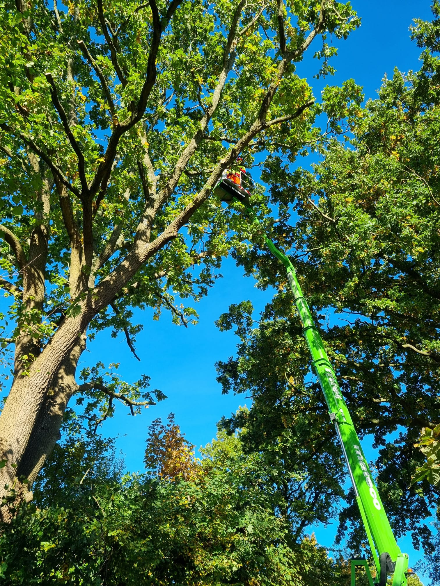 Teleskop-Hubsteiger bei Kronenarbeiten in einer großen Eiche