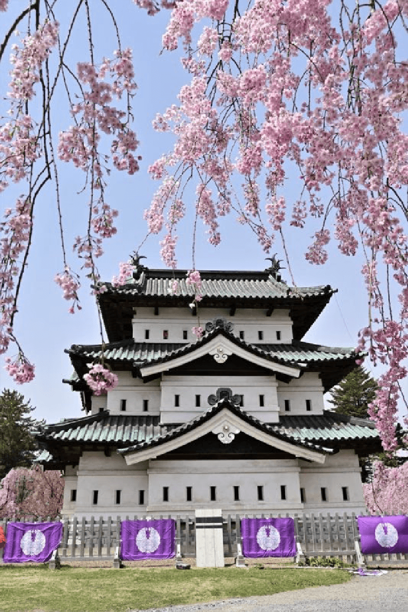 Hirosaki Castle with Sakura in front of it during the day