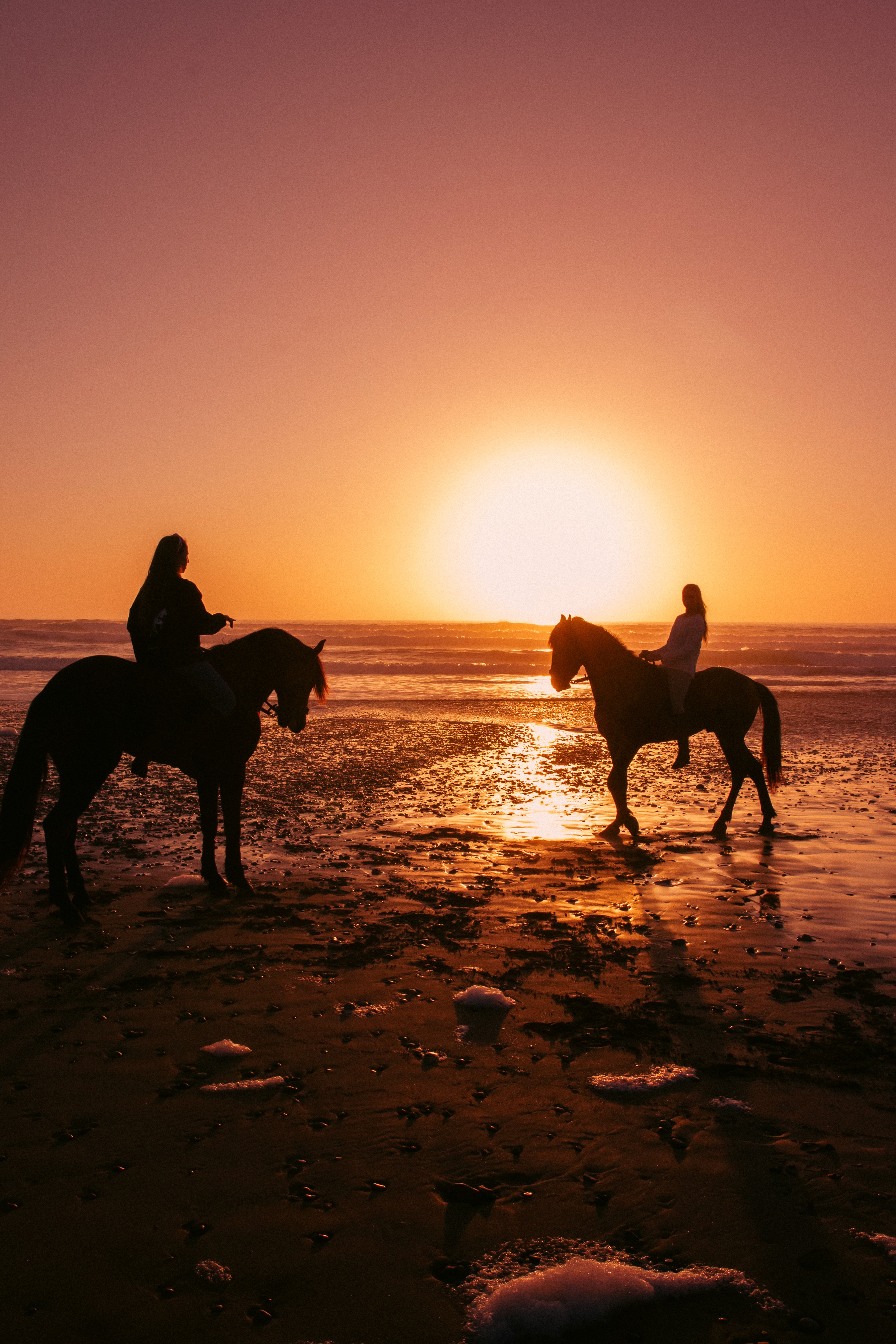 horse at sunset