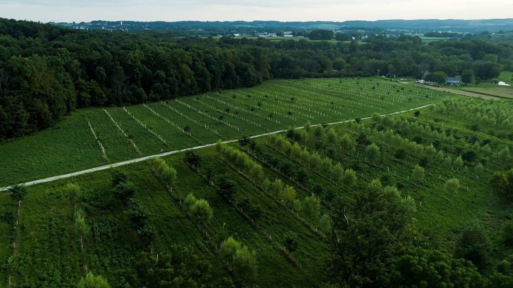 Agroforestry in India: Where Are We?