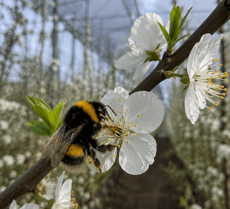 Yeşil erik serasında beyaz erik çiçeğini tozlaştıran bombus arısı