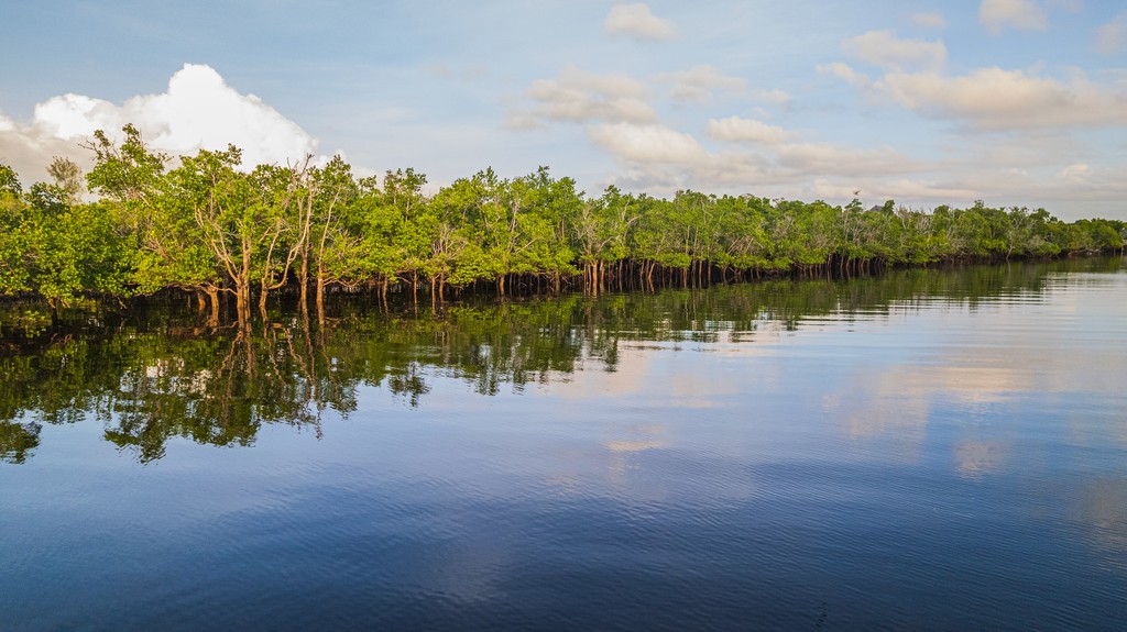 Mangroves reflected in the river water. Photo credit Anthony Ochieng Onyango