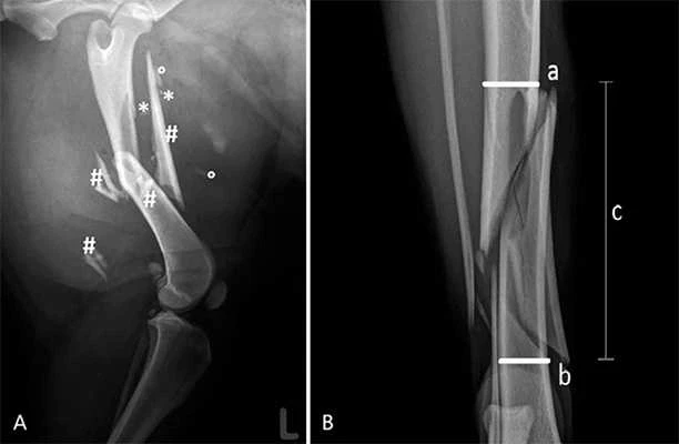 CT scan used in veterinary orthopedic surgery to plan a Fracture Repair.