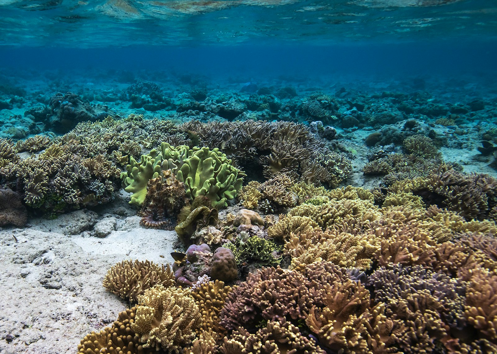 Shallow hard coral reef flat in clear sunlit water above a drop-off