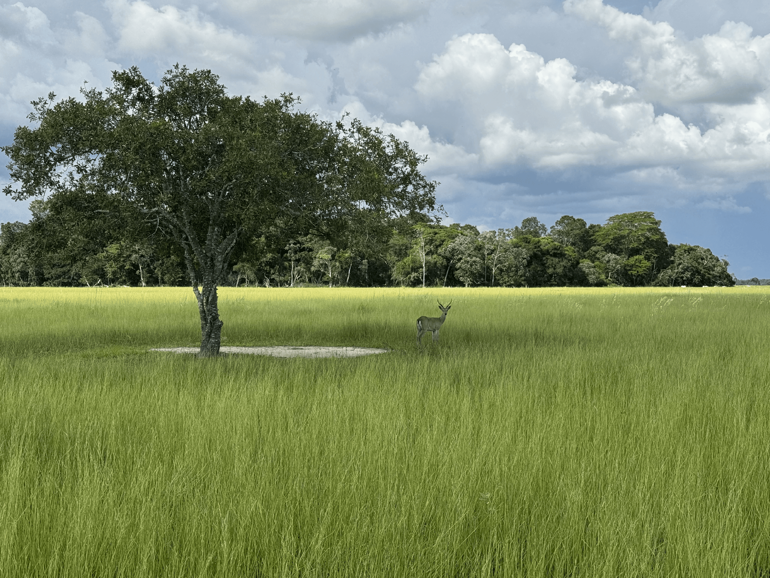 A lone tree stands in the middle of a vast green savanna in the Parque do Guirá of the Pantanal, with a deer nearby under a cloudy sky.