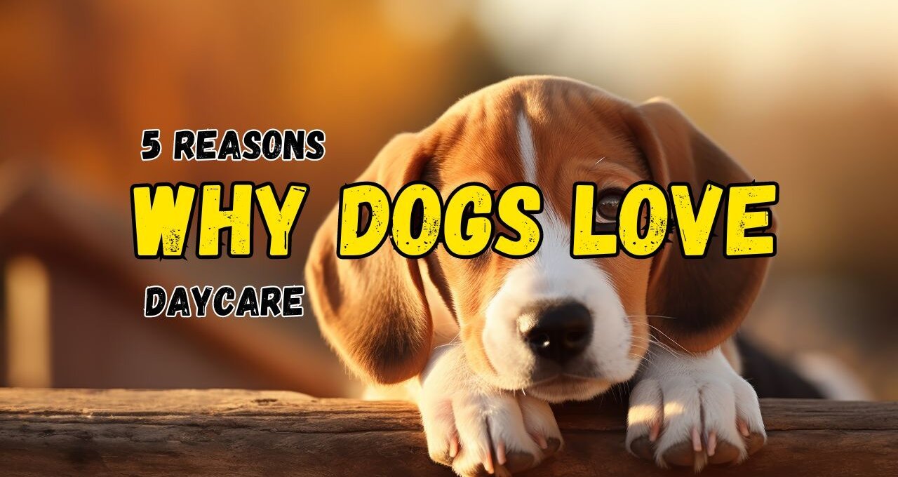 5 Reasons Why Dogs Love Daycare