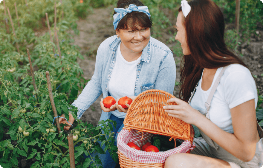 Deux femmes souriantes récoltent des légumes dans un potager. L'une tient des tomates rouges fraîches à la main tandis que l'autre ouvre un panier en osier contenant la récolte.