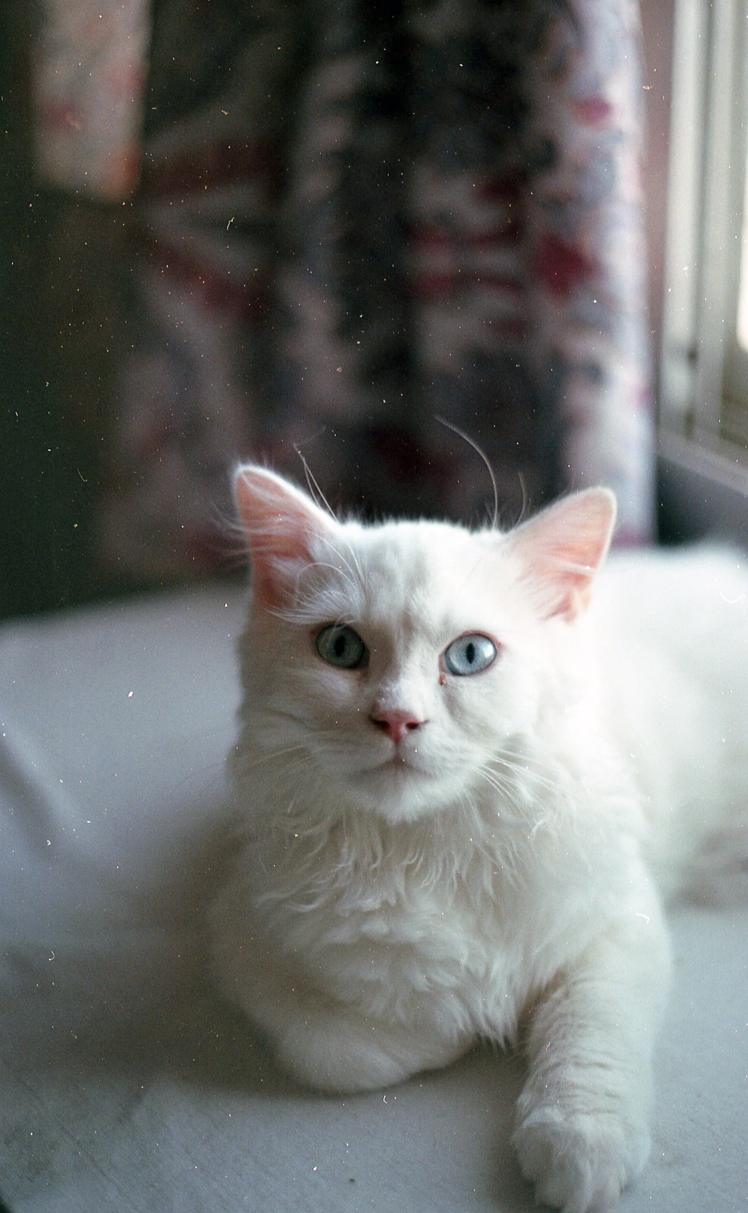 White Cat on the Ledge