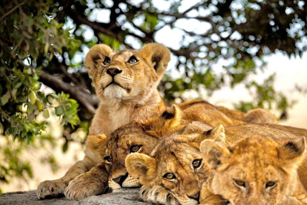 lion cubs under a tree, ngorongoro crater