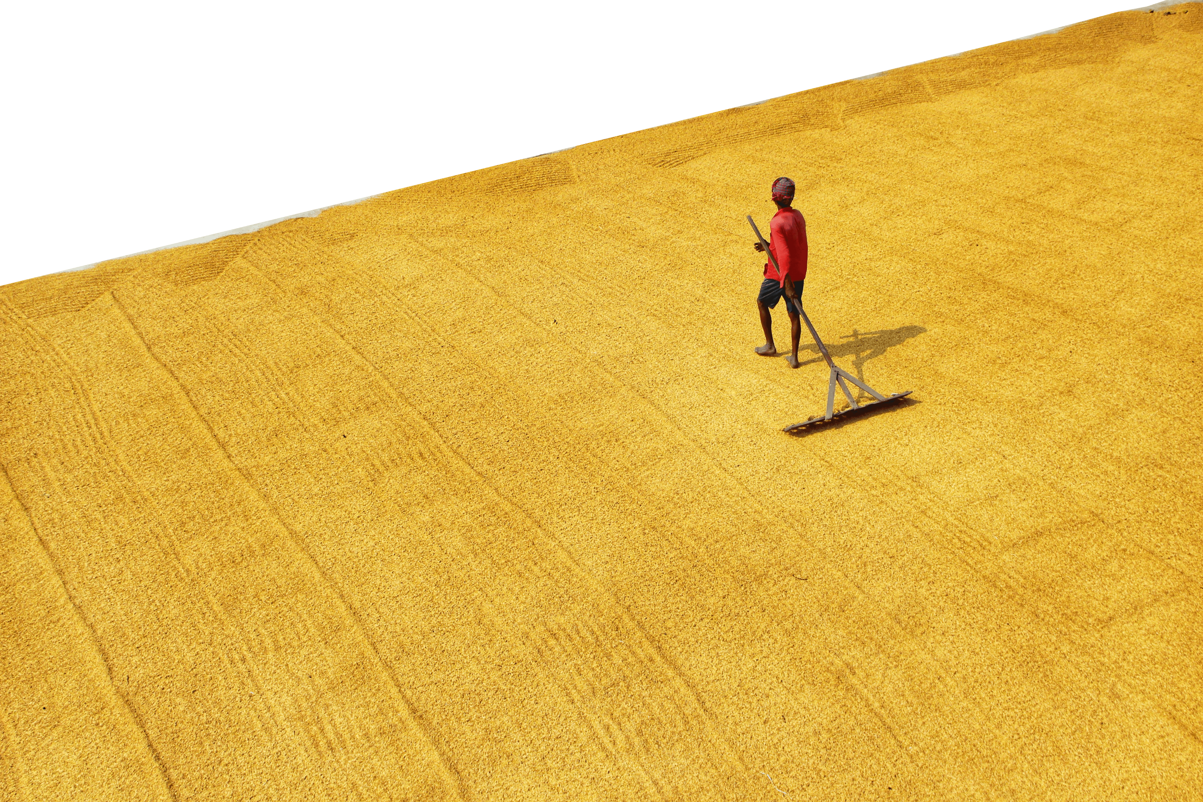 man clearing field