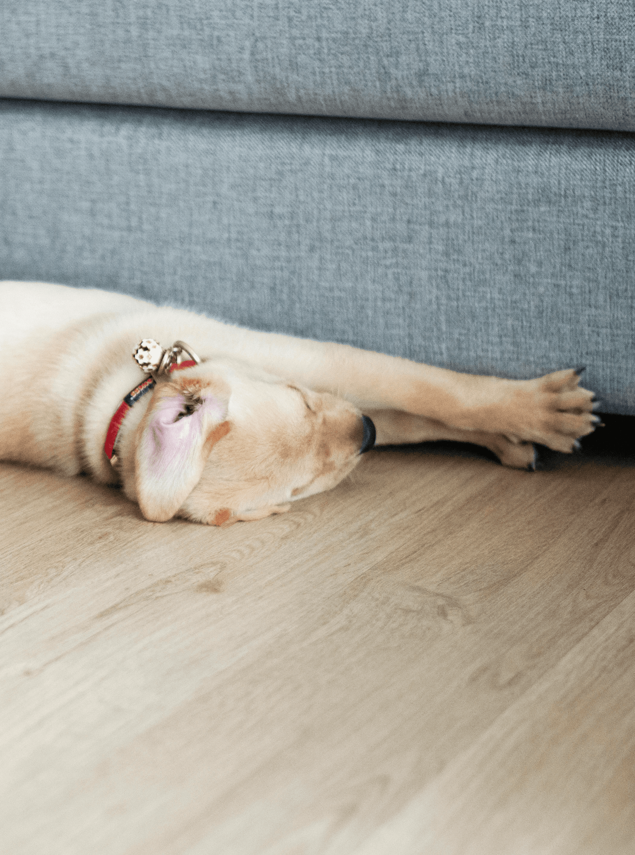 Pet accidents and scratches are a daily worry—durable, water-resistant hybrid flooring handles mess and movement, keeping Brisbane homes calm and low-stress