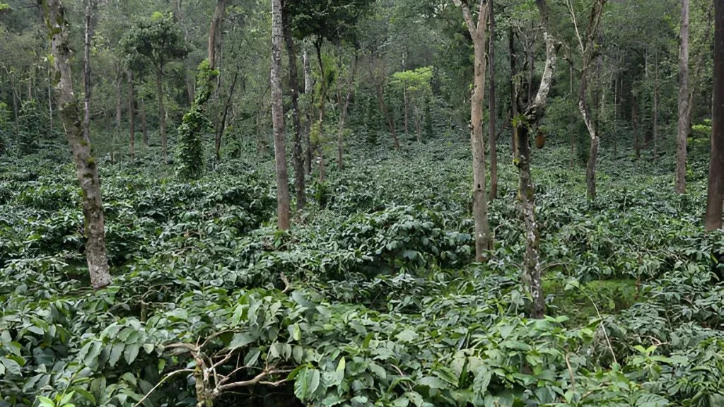 Karnataka Coffee Plantation.webp