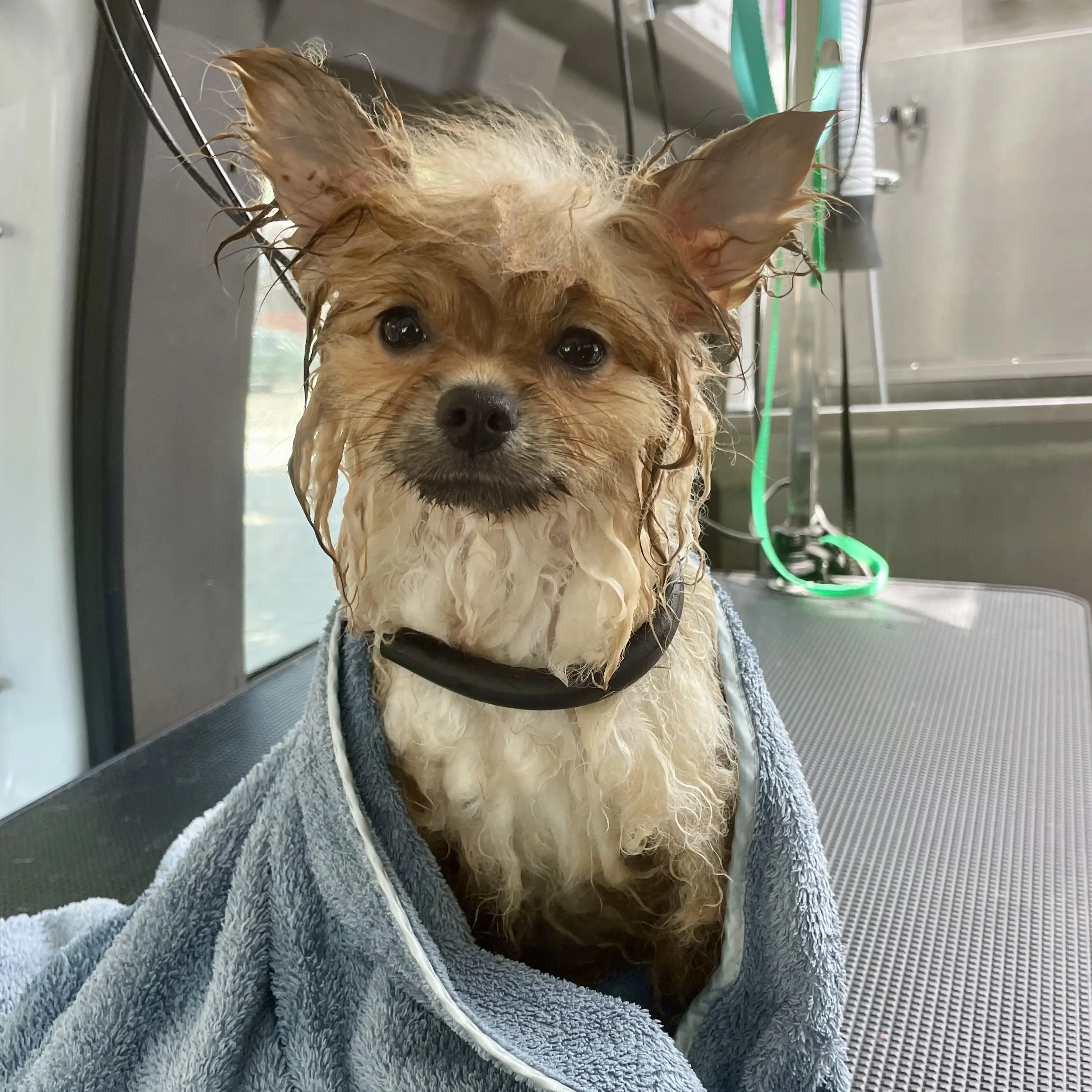 dog being towel dried from bathing