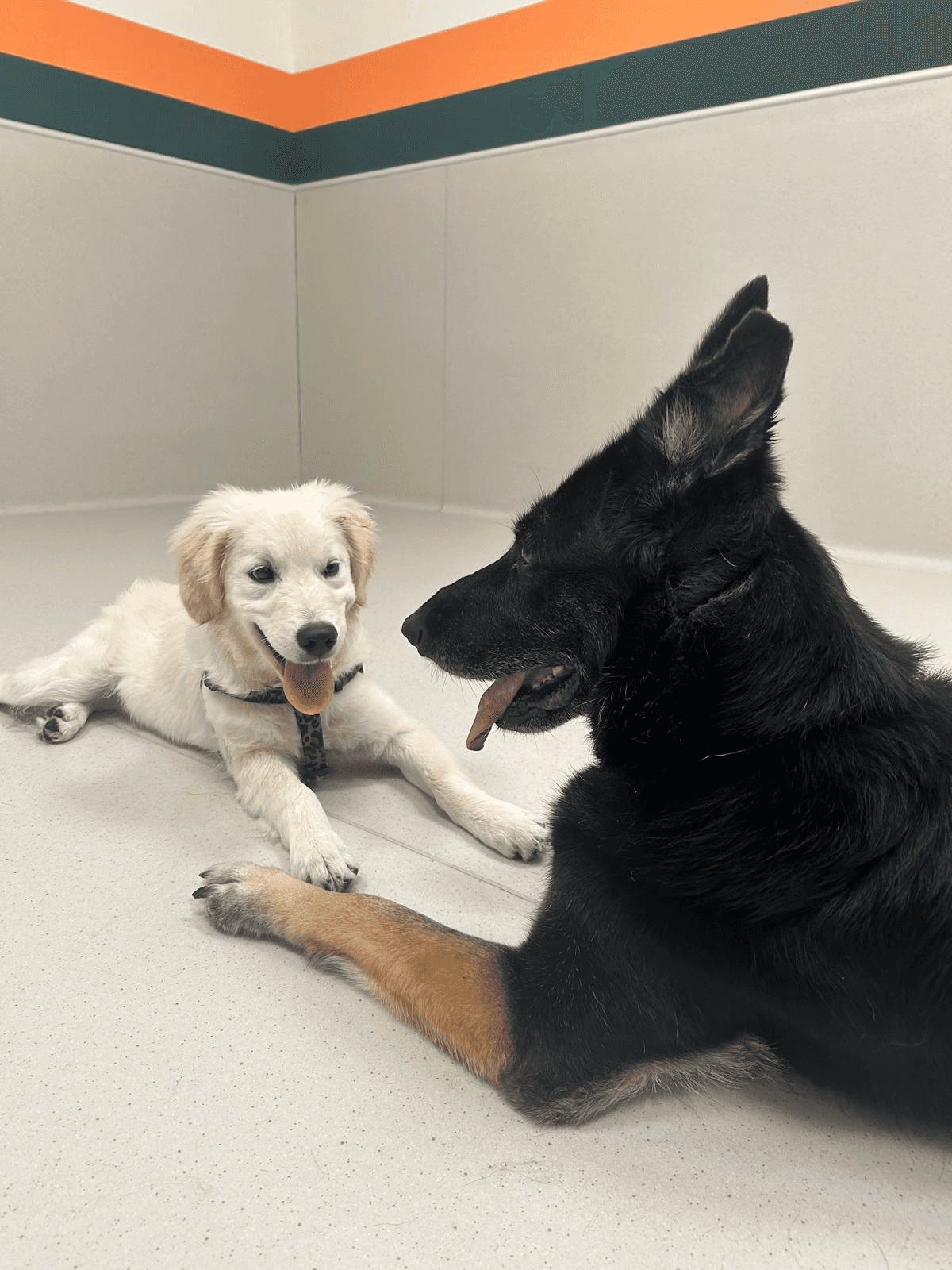 Coach explaining stuff to an athlete