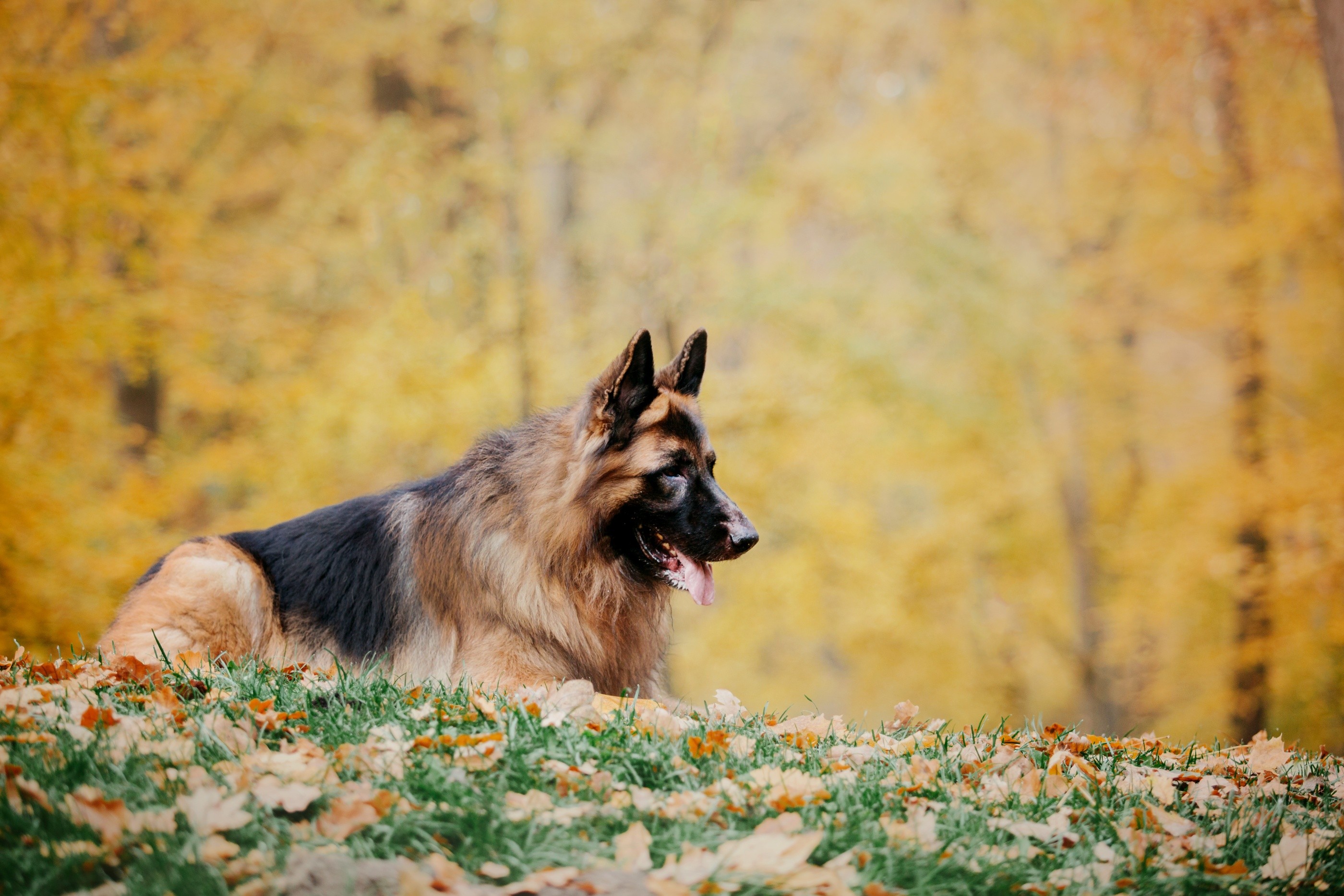 German Shepherd's physical characteristics