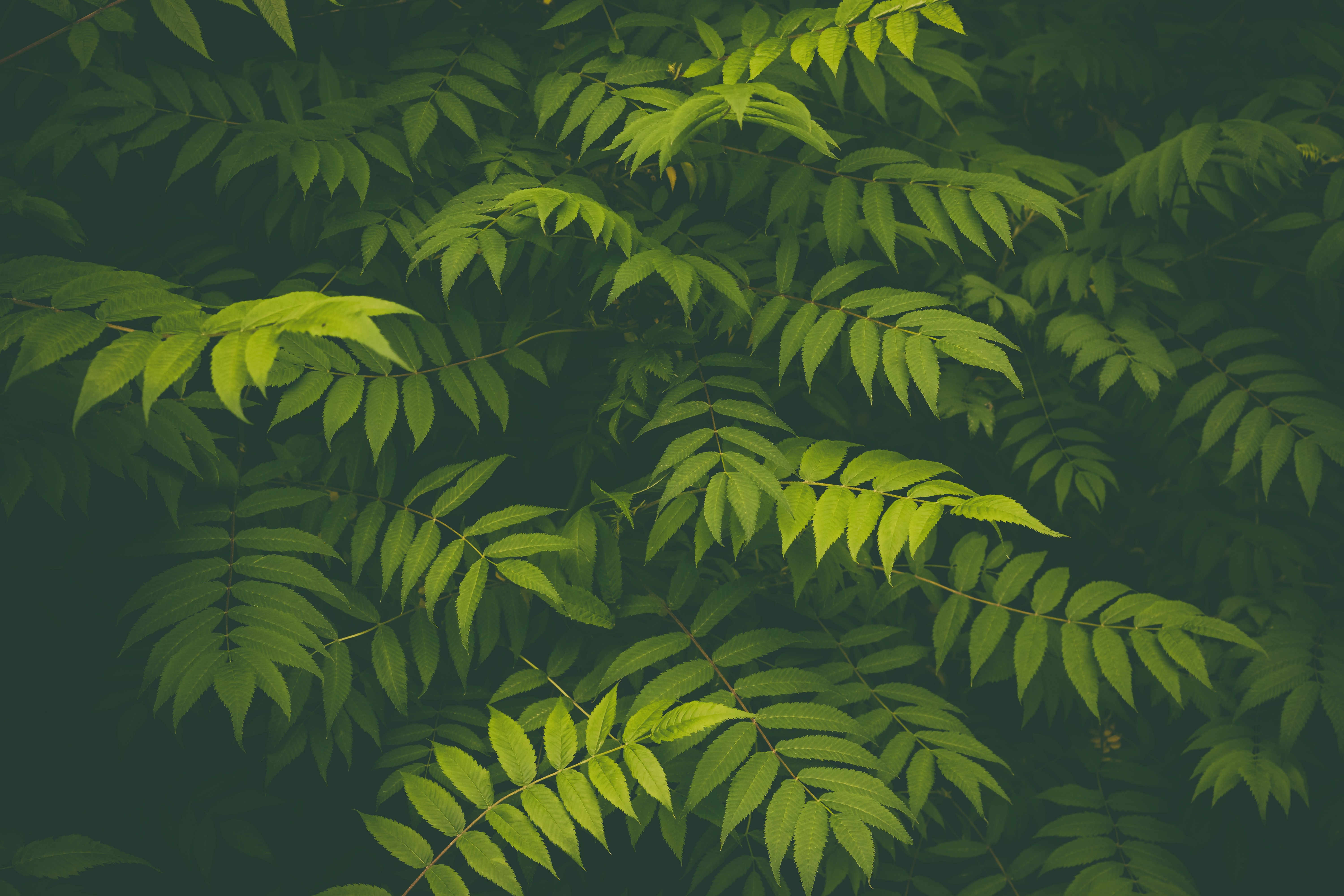 process pic