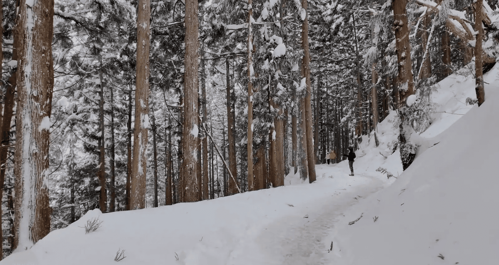 Visitors walking the snow-covered forest trail to Jigokudani Monkey Park in winter