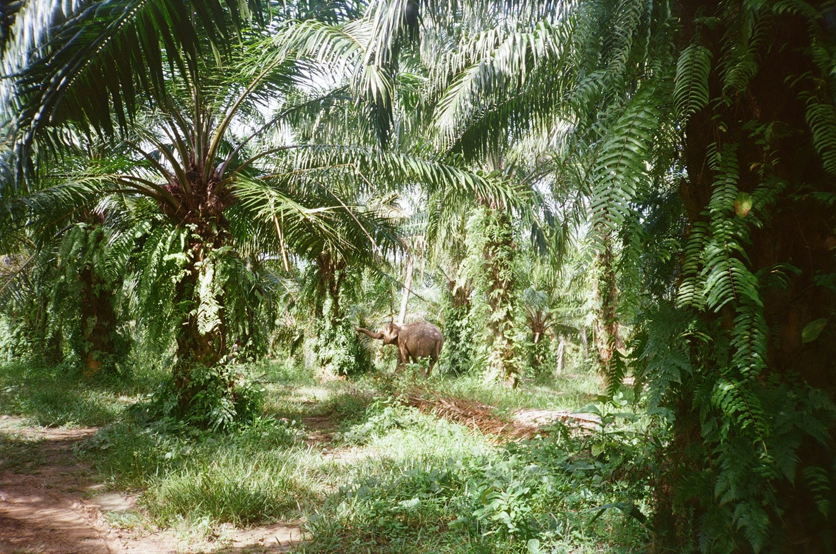 How AI is Changing Palm Oil Production
