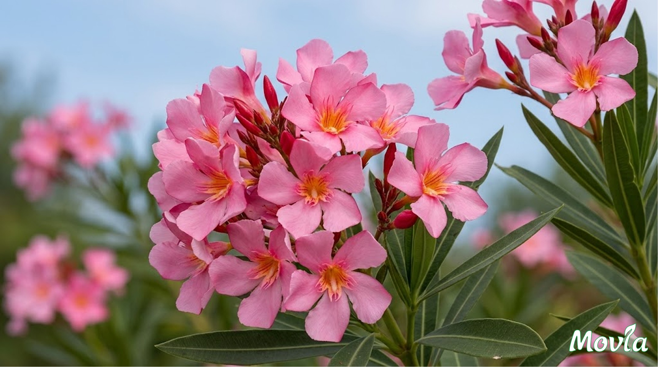 ყვავილები