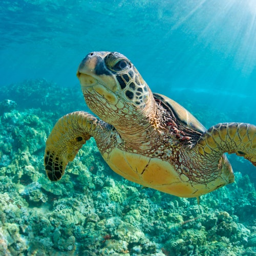 A sea turtle swims leisurely underwater, with sunlight penetrating the clear blue water and illuminating the coral reef below.
