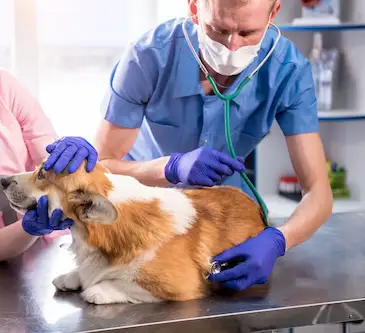 Cachorro recebendo atendimento