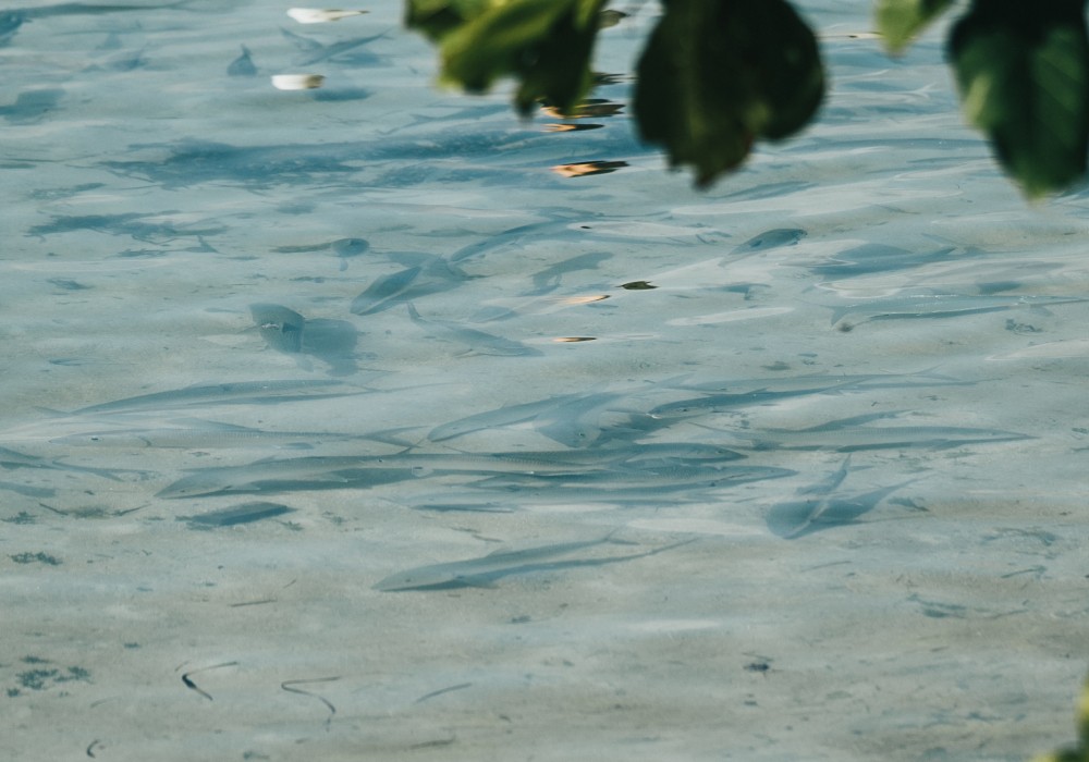 A school of bonefish in skinny water on South Water Caye, Belize