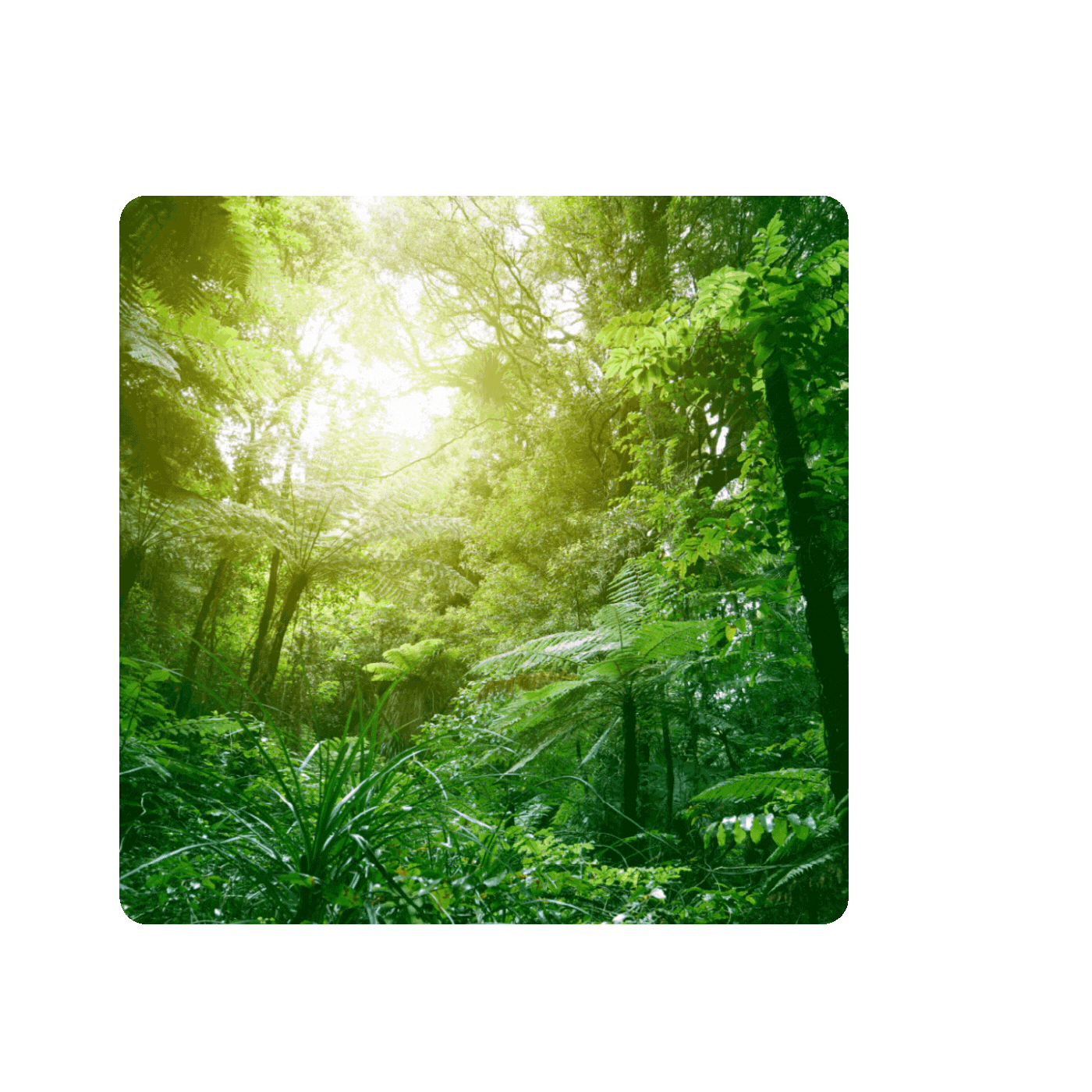 Feature Image 1