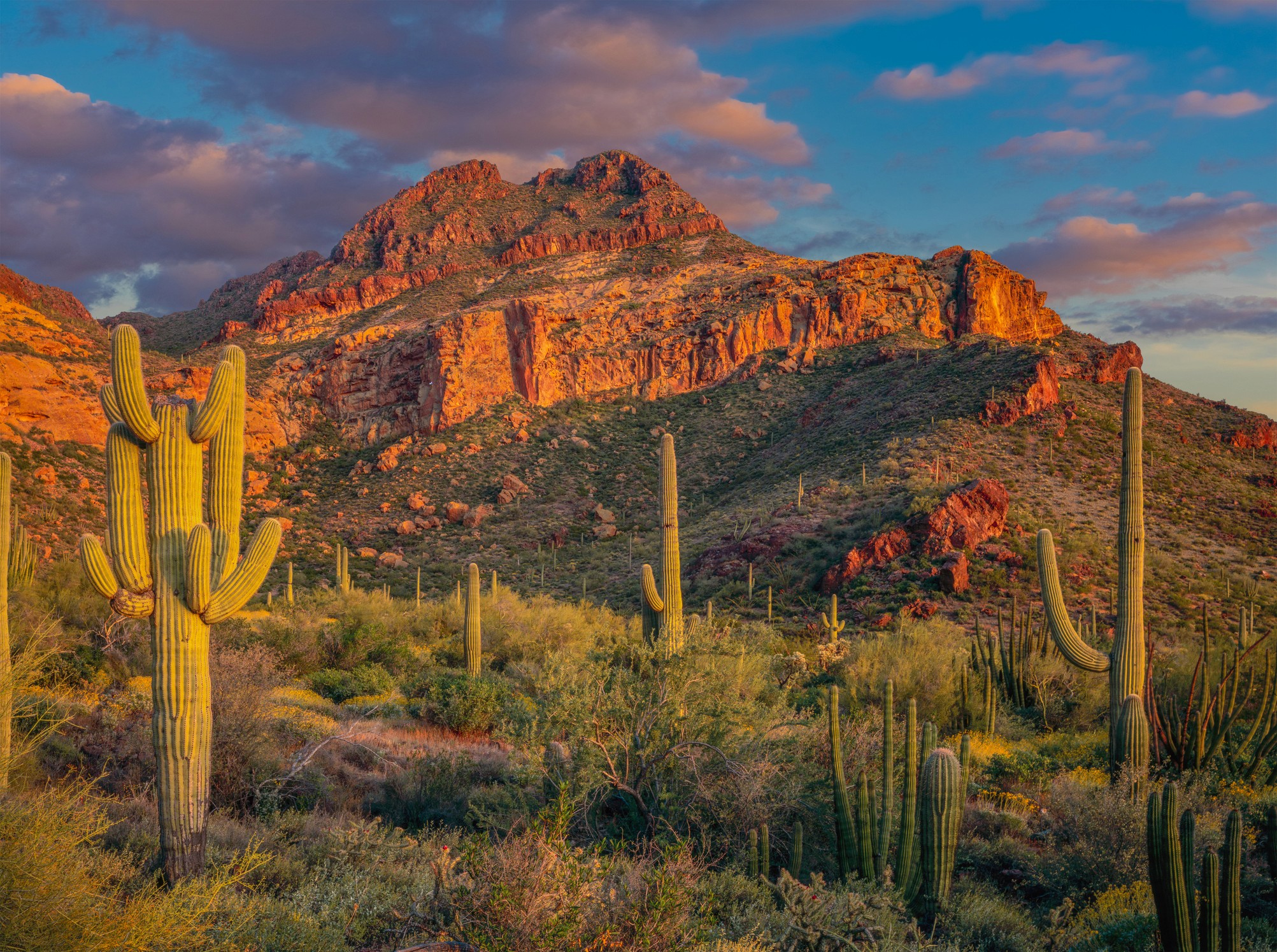 Organ Pipe Cactus National Monument, Arizona