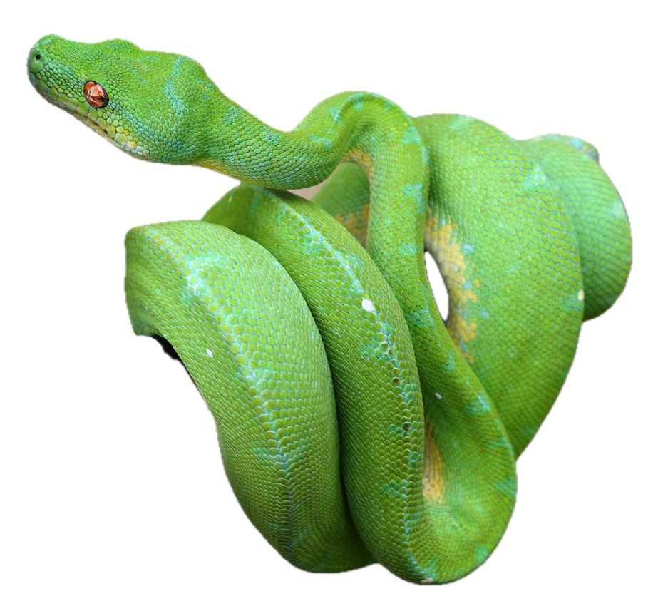Replace with specimen photo