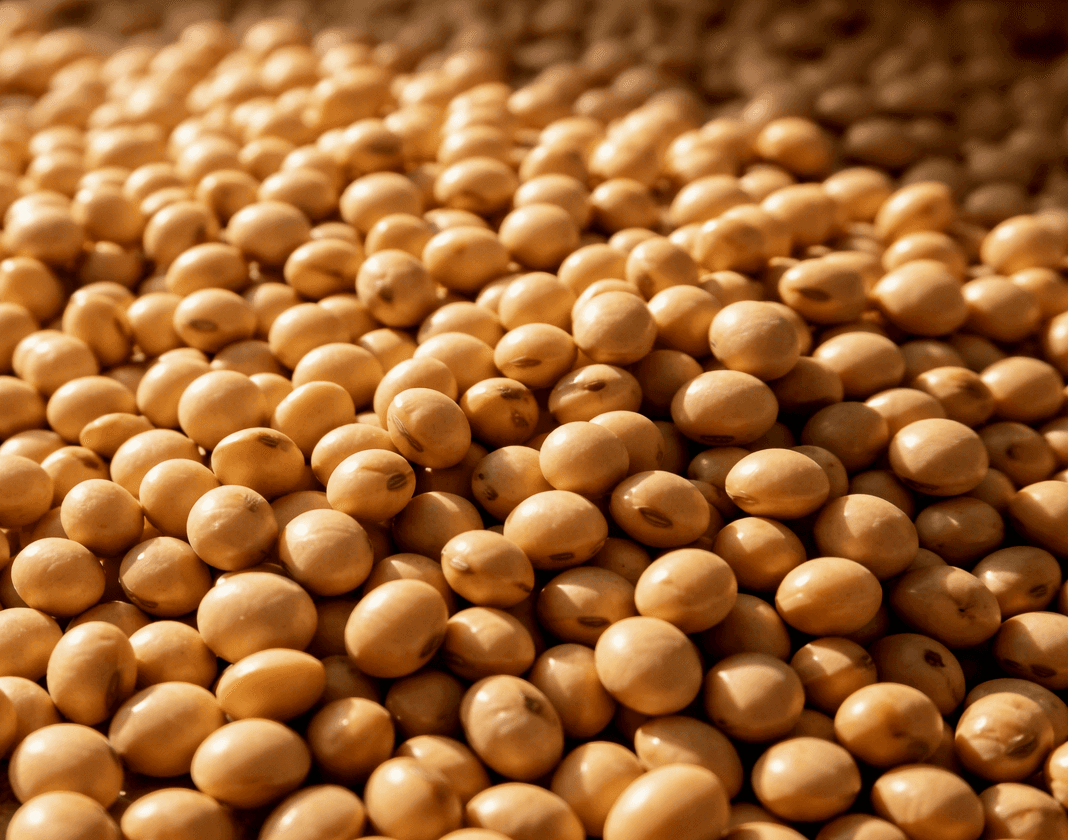 Close-up of soy beans