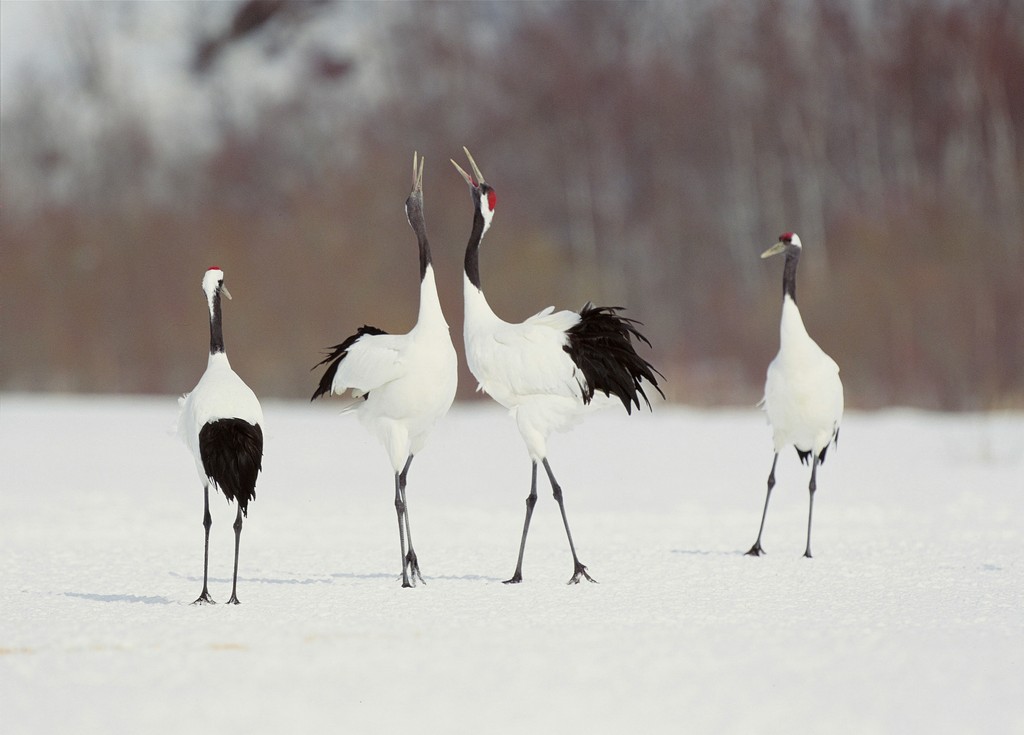 A group of red-crowned cranes standing on a snowy field, with two cranes in the middle displaying courtship behavior by calling and spreading their wings.