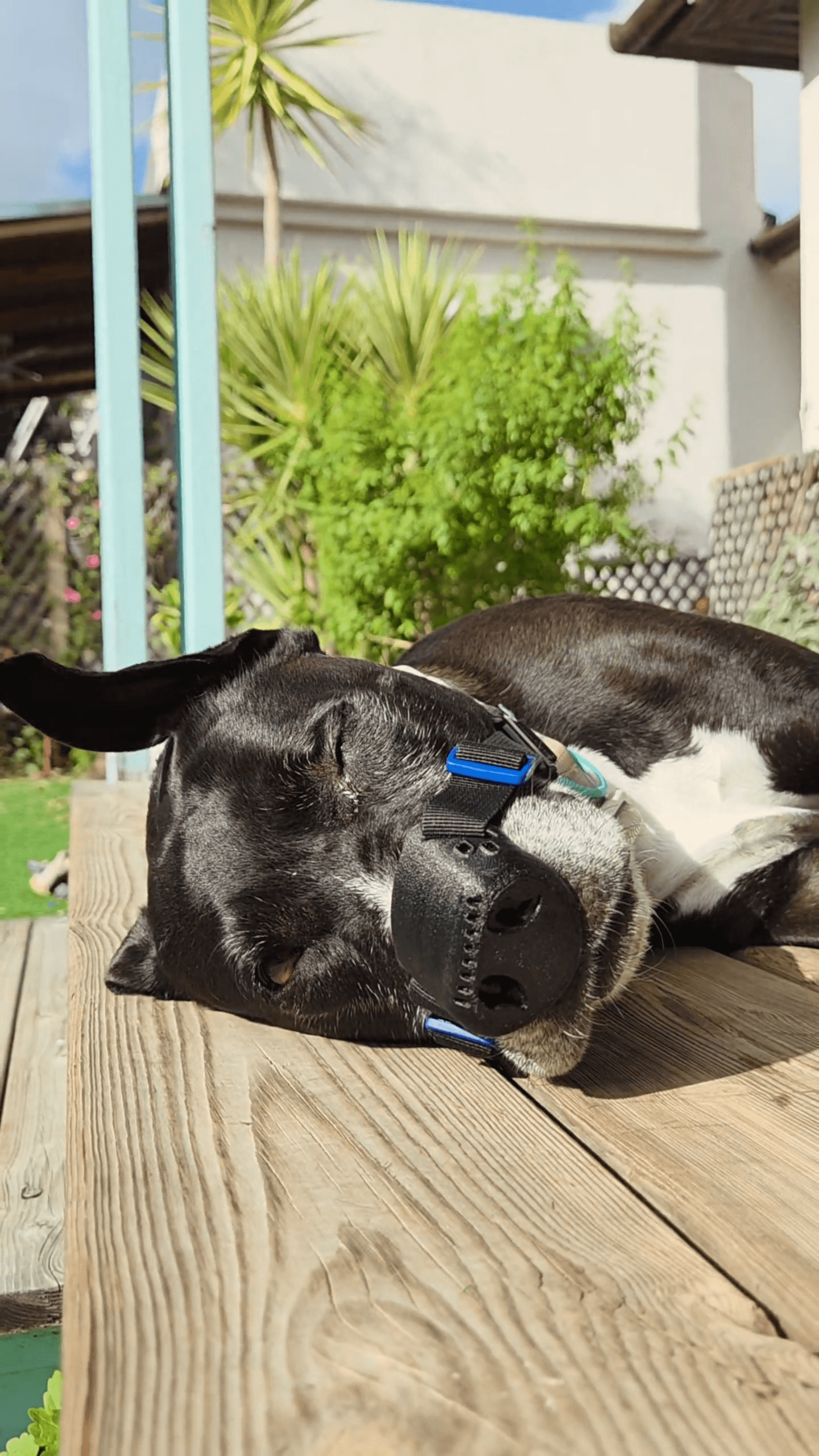 Dog comfortably wearing SnoutCover showing correct strap placement and fit