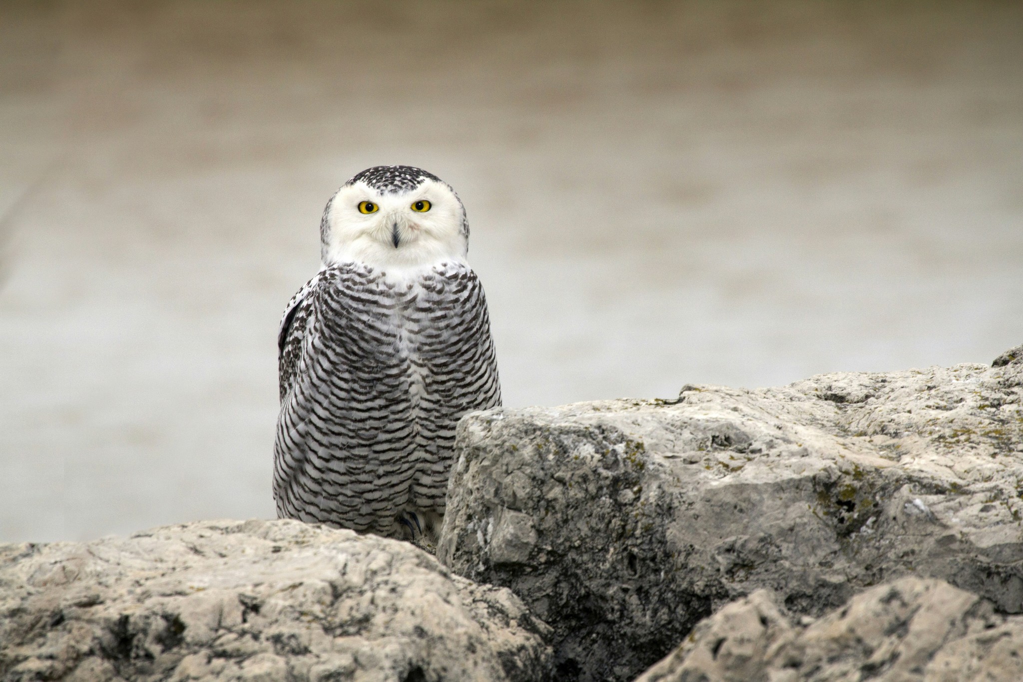 Grey owl on rocks