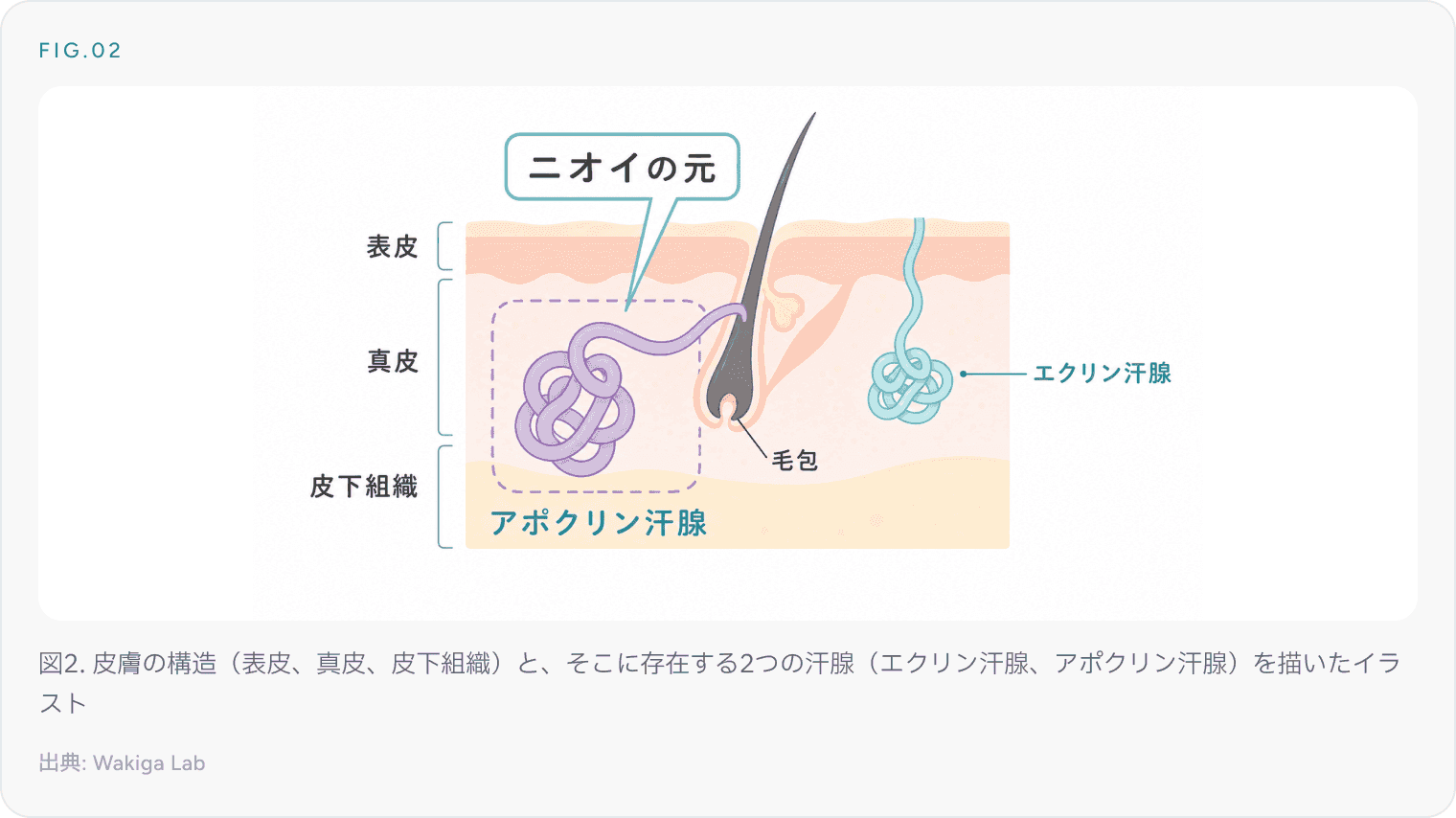 図2. 皮膚の構造(表皮、真皮、皮下組織)と、そこに存在する2つの汗腺(エクリン汗腺、アポクリン汗腺)を描いたイラスト