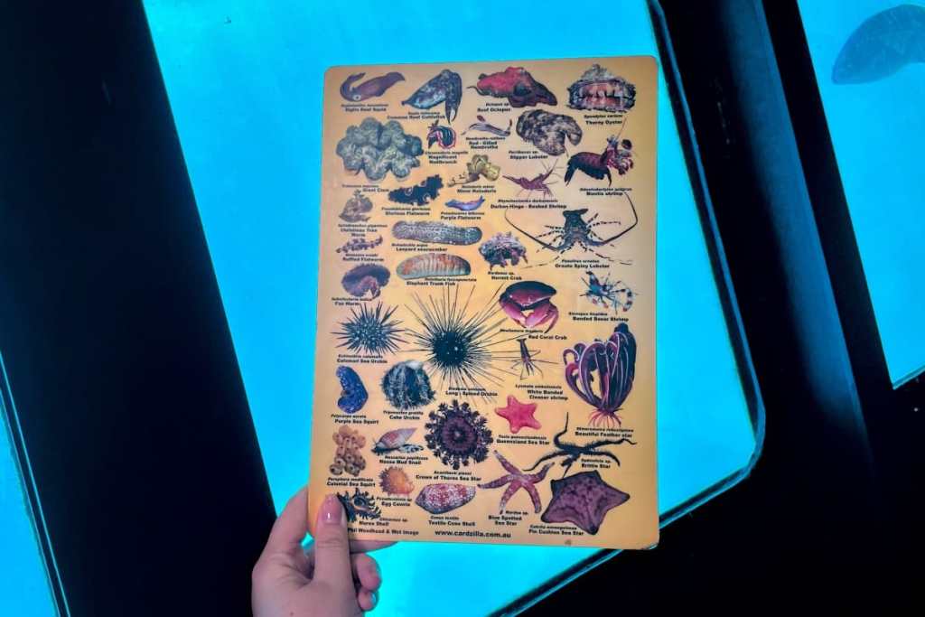 marine life guide in submarine