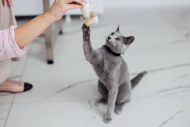 A cat sitter playing with a grey cat